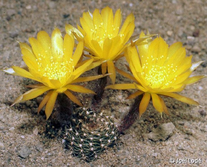 Lobivia arachnacantha sulphurea JLcoll.2350